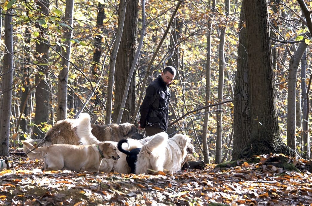 Anthony promeneur de chiens à Reims en forêt de Verzy