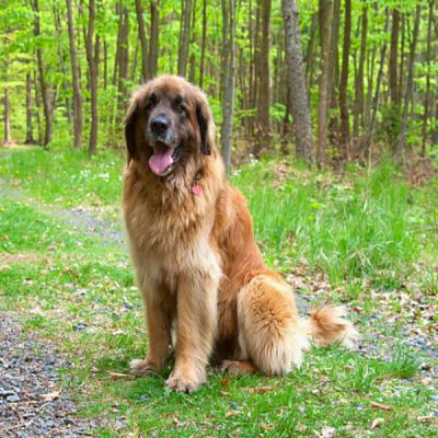 Éducation canine et Comportementaliste canin Reims