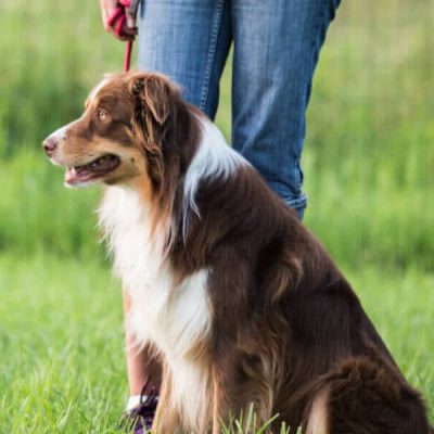 Éducation canine et Comportementaliste canin Reims