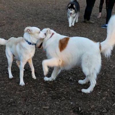 Éducation canine et Comportementaliste canin Reims