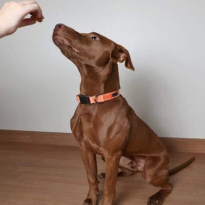 Éducation canine et Comportementaliste canin Reims