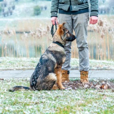 Éducation canine et Comportementaliste canin Reims