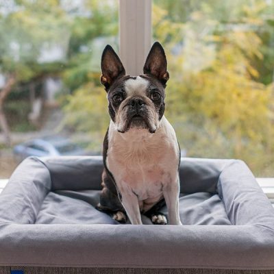 Éducation canine et Comportementaliste canin Reims