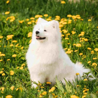 Éducation canine et Comportementaliste canin Reims