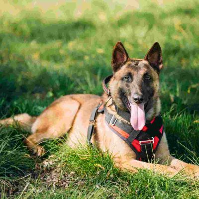Éducation canine et Comportementaliste canin Reims
