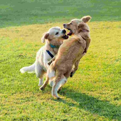 Éducation canine et Comportementaliste canin Reims